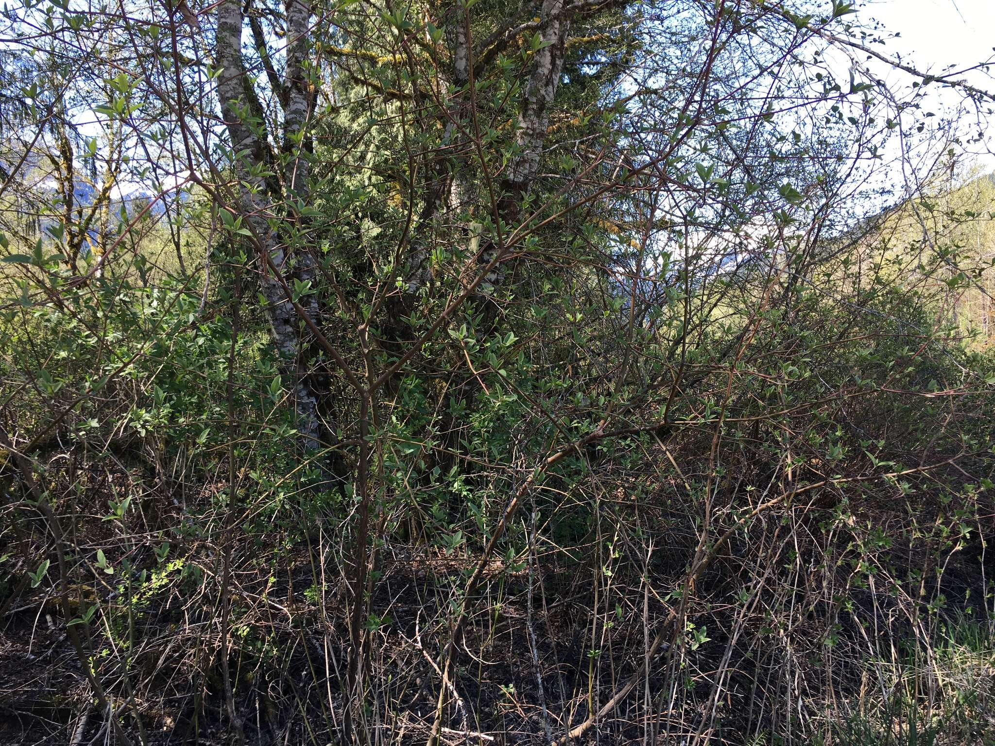 Cornus sericea subsp. sericea resmi