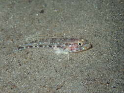 Image of Slender Goby