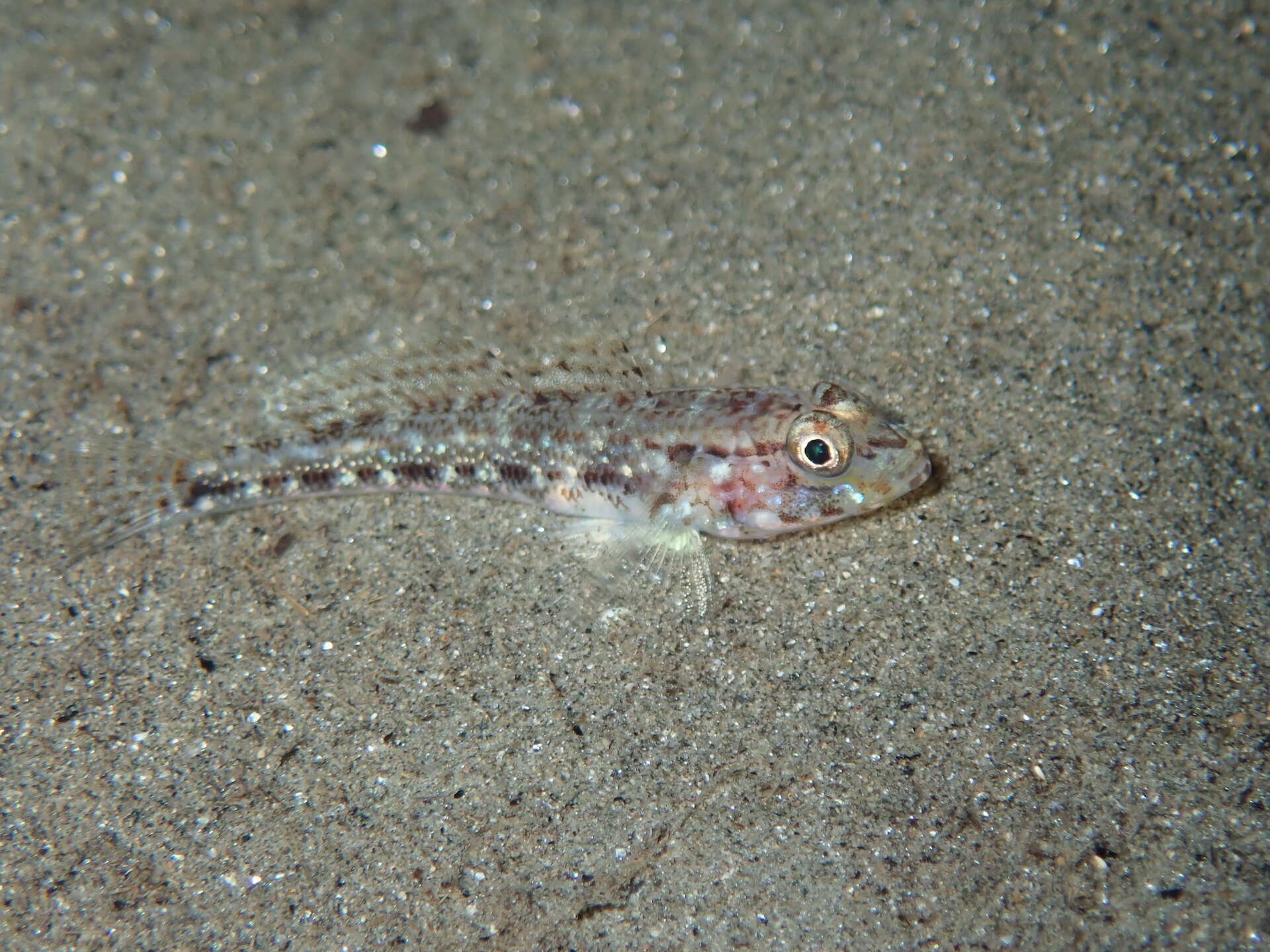 Image of Slender Goby