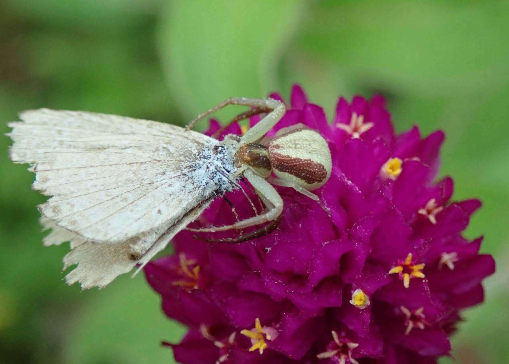 Sivun Ebrechtella pseudovatia (Schenkel 1936) kuva