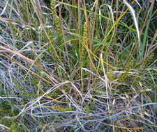 Image of three-rib arrowgrass