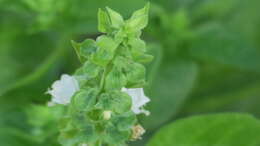 Image of holy basil