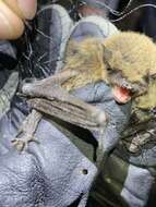 Image of Long-legged Myotis