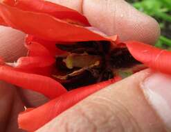 Image of Tulipa undulatifolia var. micheliana (Hoog) Wilford