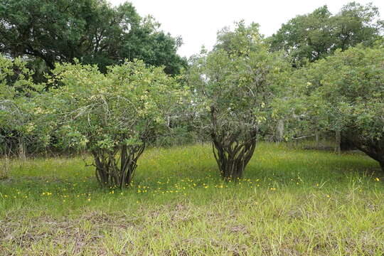 Image of Carolina ash