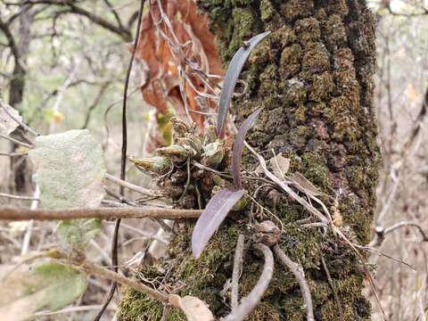 Image of Laelia speciosa (Kunth) Schltr.