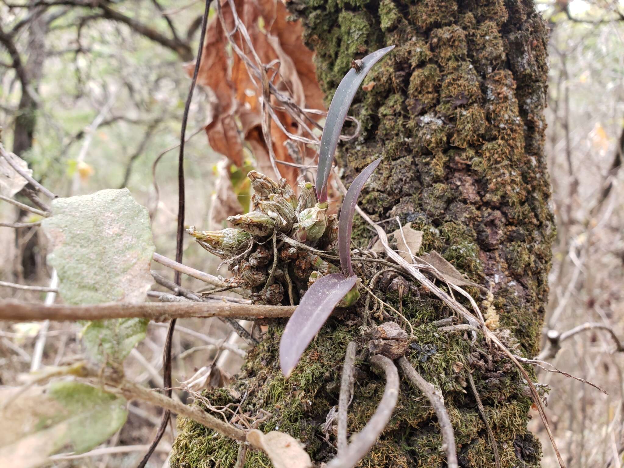 Слика од Laelia speciosa (Kunth) Schltr.