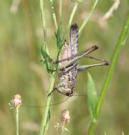 Image of Gray locust