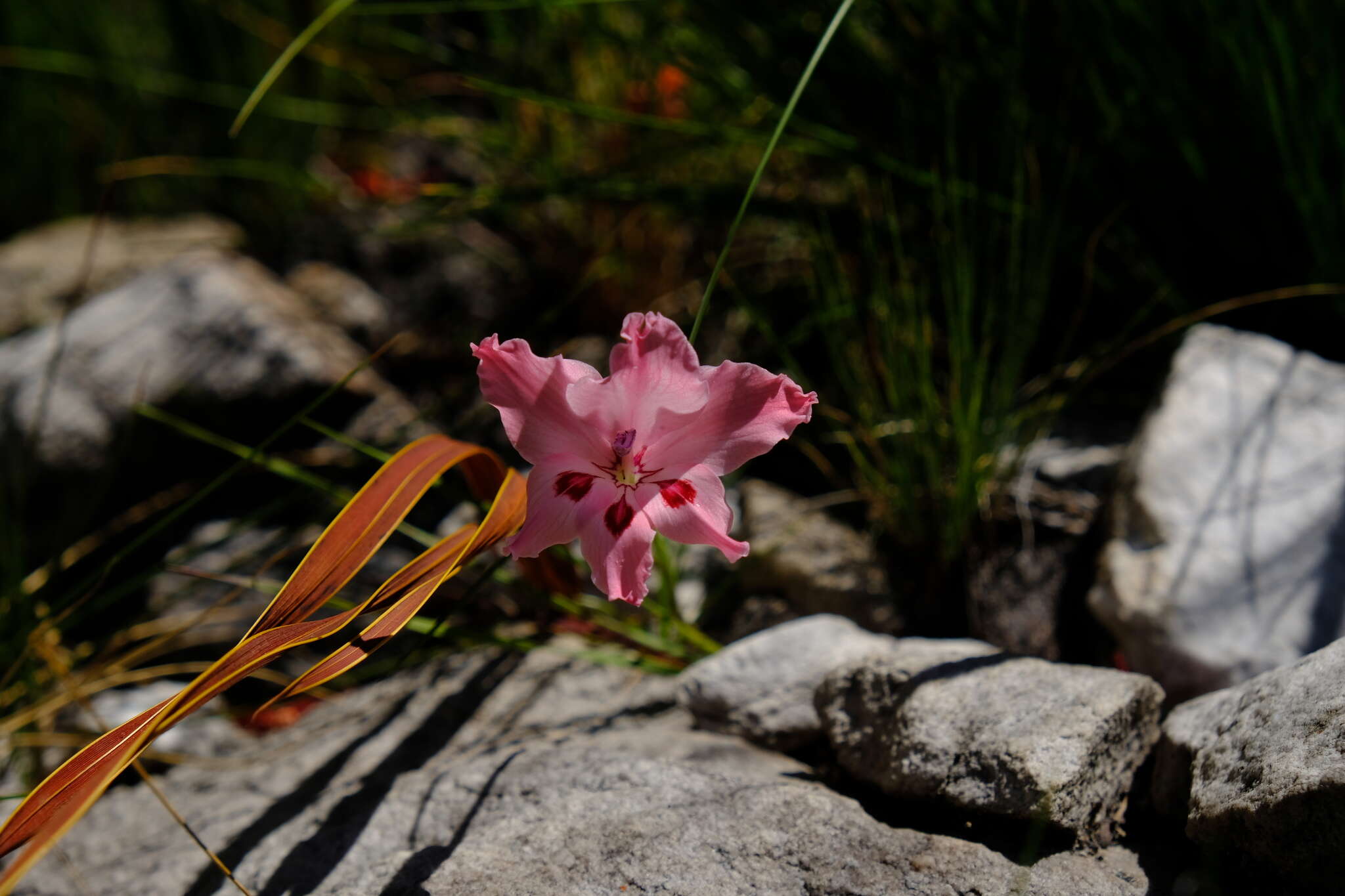 Image de Gladiolus crispulatus L. Bolus