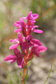 Image of Disa tenella subsp. tenella