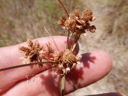 Image of tapertip flatsedge