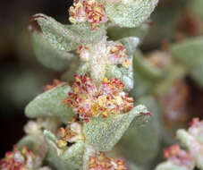 Image of Parry's Saltbush