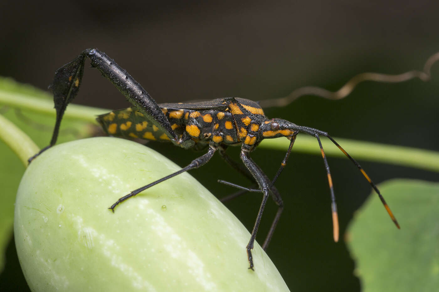 Image of Passionvine Bug