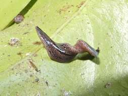 Image of Newzealandia Ogren & Kawakatsu 1991