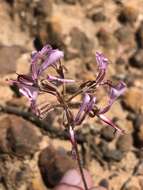 Image of Pelargonium ternifolium P. J. Vorster