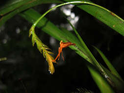 Image of Stichorkis compressa (Blume) J. J. Wood