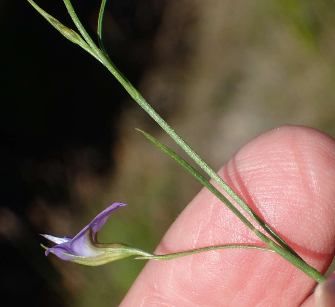 Image of Psoralea trullata C. H. Stirt.