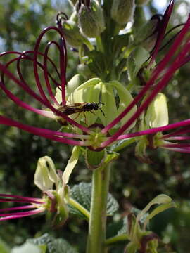 Image of Andinocleome lechleri (Eichler) Iltis & Cochrane