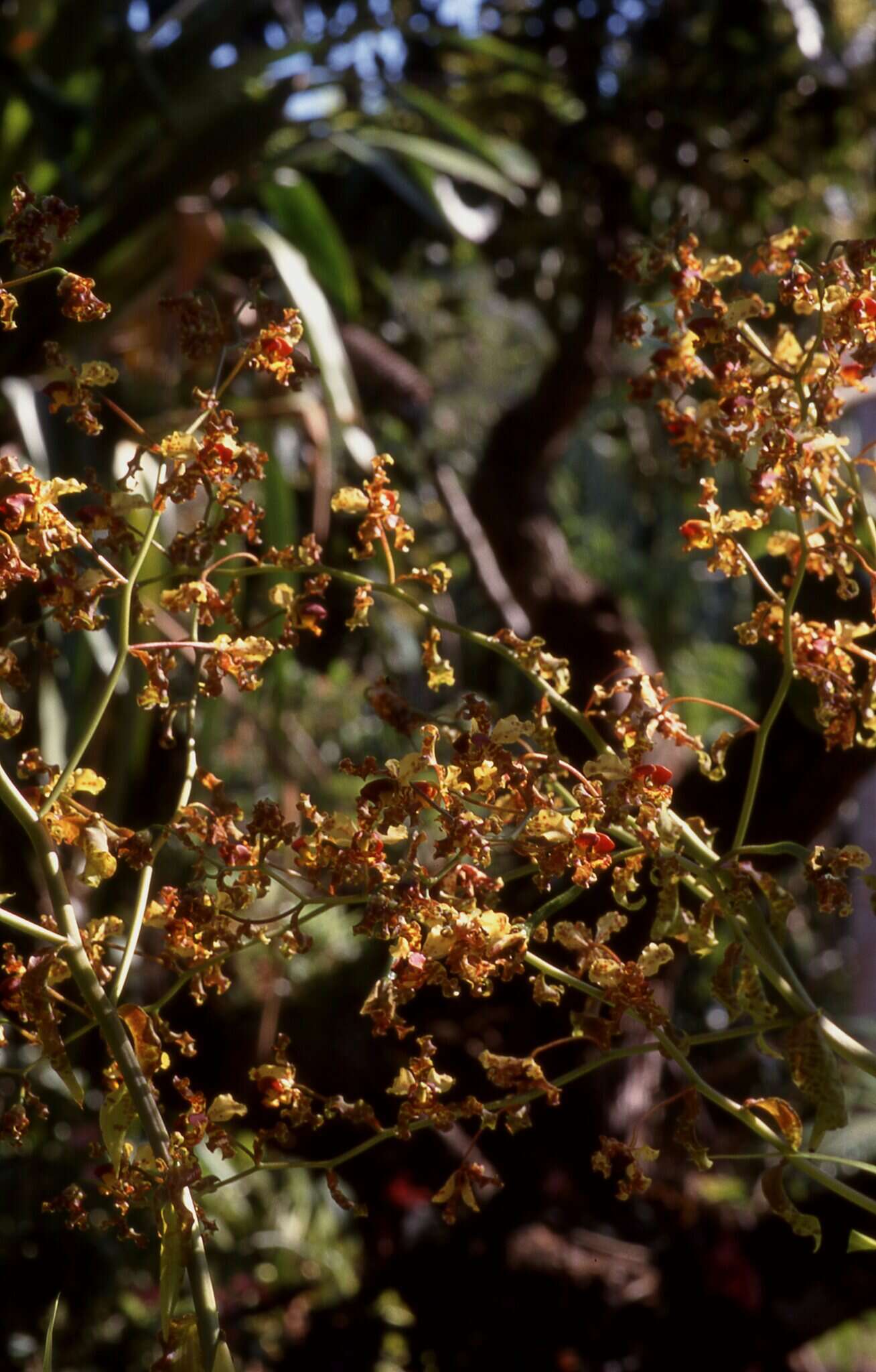 Image of cowhorn orchid