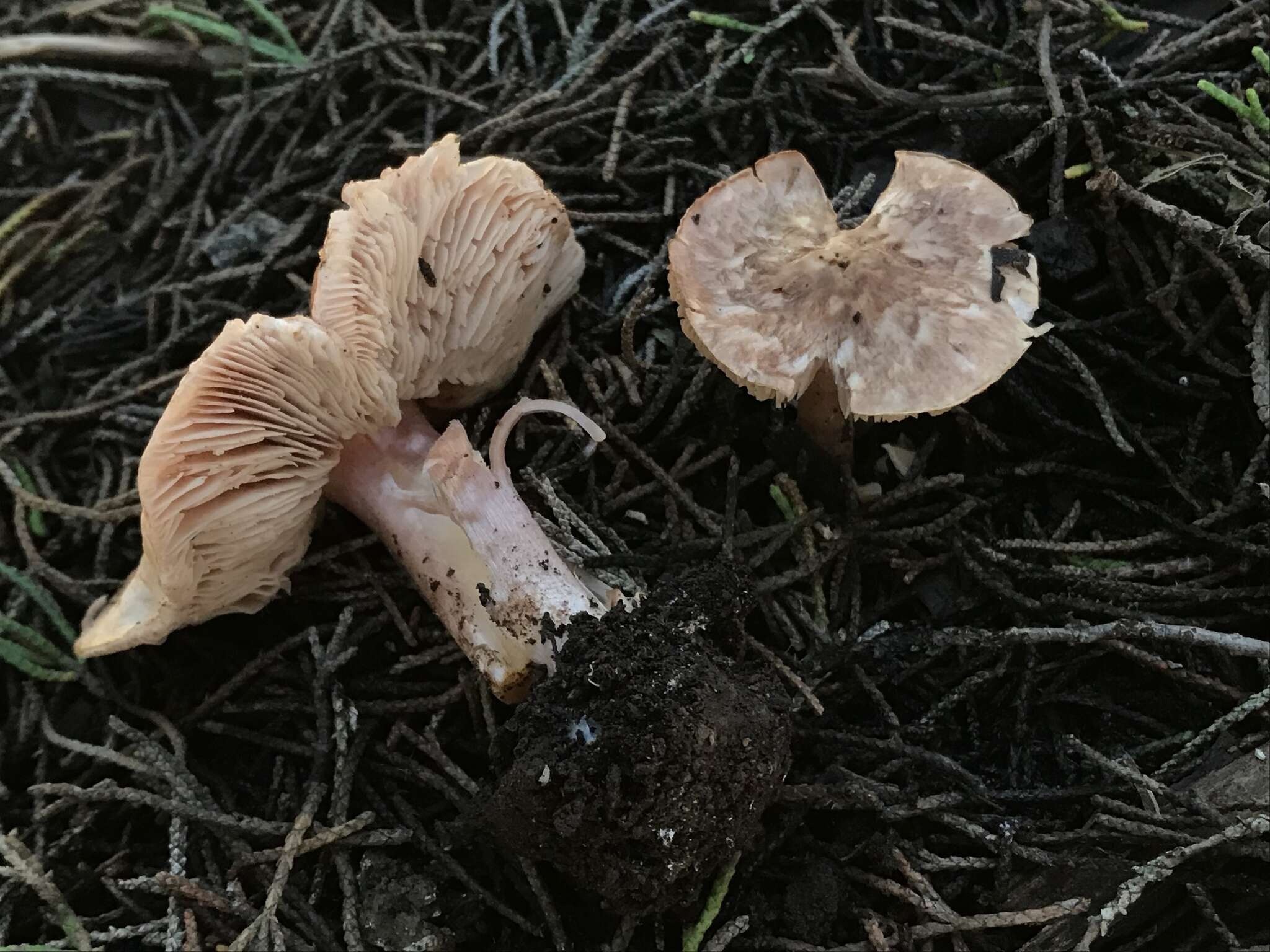 Image of Lepiota rhodophylla Vellinga 2006