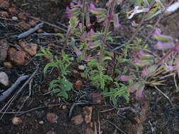 Image of Syncolostemon pretoriae (Gürke) D. F. Otieno