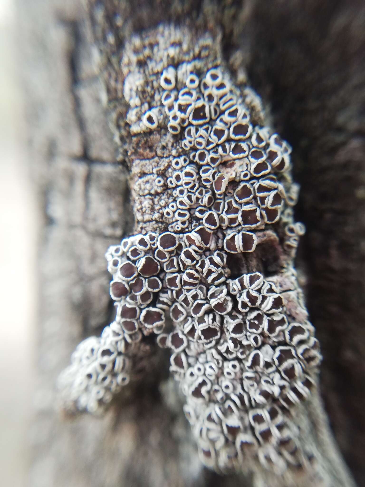Image of rim lichen