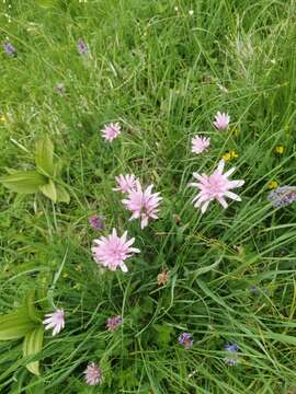 Image of Podospermum roseum (Waldst. & Kit.) Gemeinholzer & Greuter