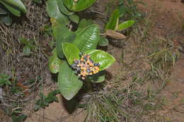 Image of Miconia fallax DC.