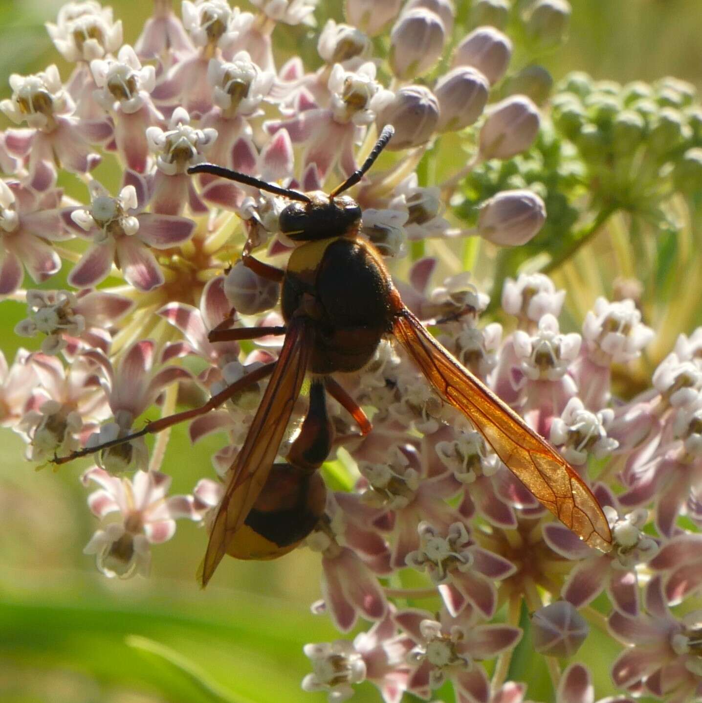 Delta unguiculatum (Villers 1789) resmi