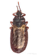 Image of Aneurus (Aneurus) laevis (Fabricius 1775)