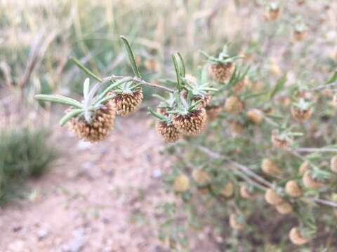 Image of Artemisia macrocephala Jacquem. ex Bess.