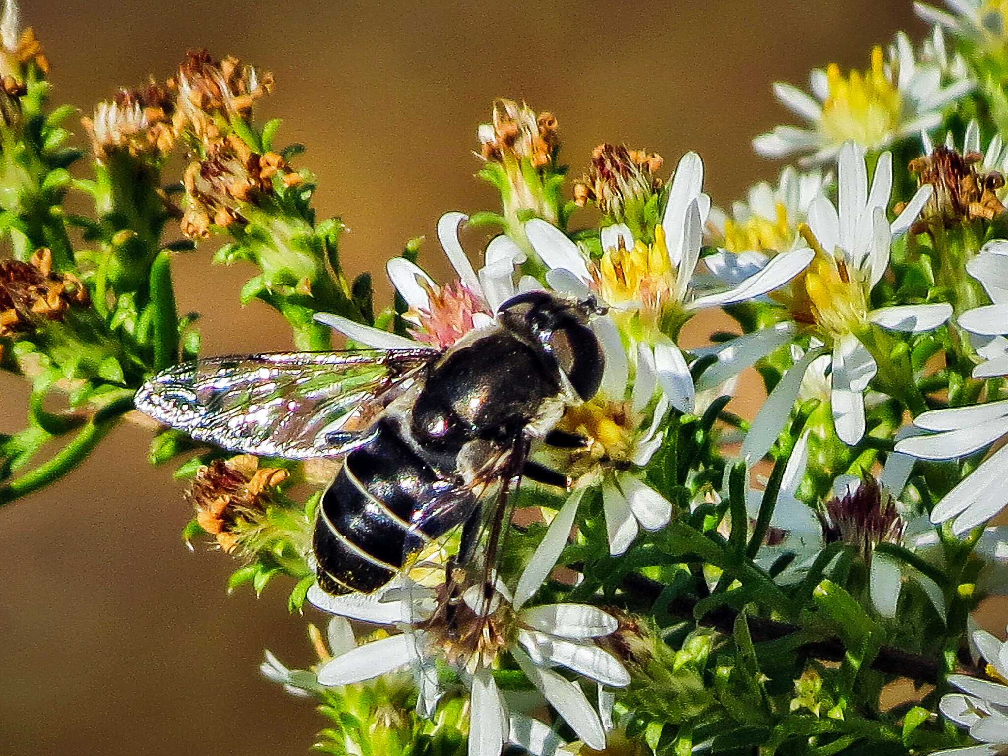 Image of Eristalis dimidiata Wiedemann 1830