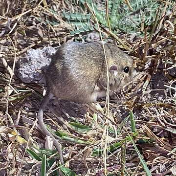 Image of Silky Pocket Mouse