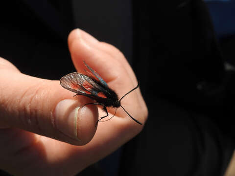 Image of Zygaena exulans Reiner & Hohenwarth 1792