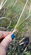 Image of Spurge Hawk Moth