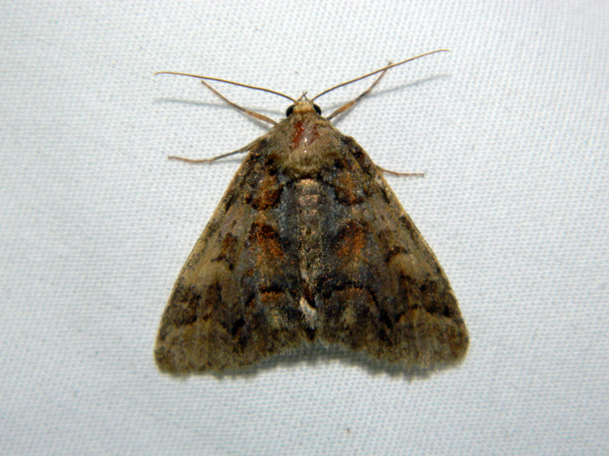 Image of Banded Similar-wing, Grey Similar-wing, False Pine Looper