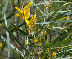 Imagem de Acacia torulosa Benth.