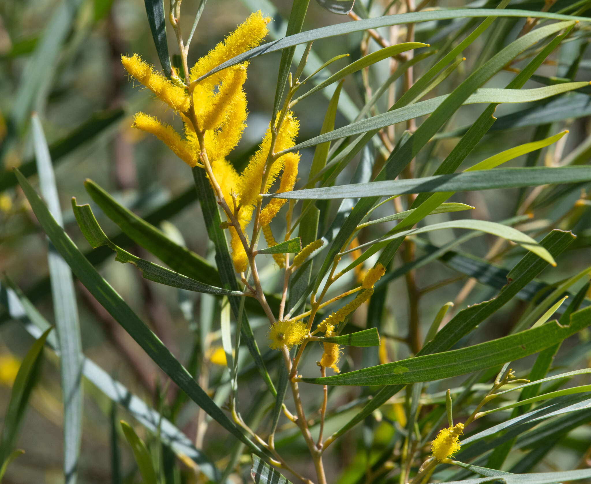 Image of Acacia torulosa Benth.