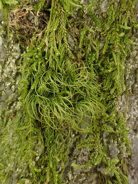 Image of longleaf paraleucobryum moss