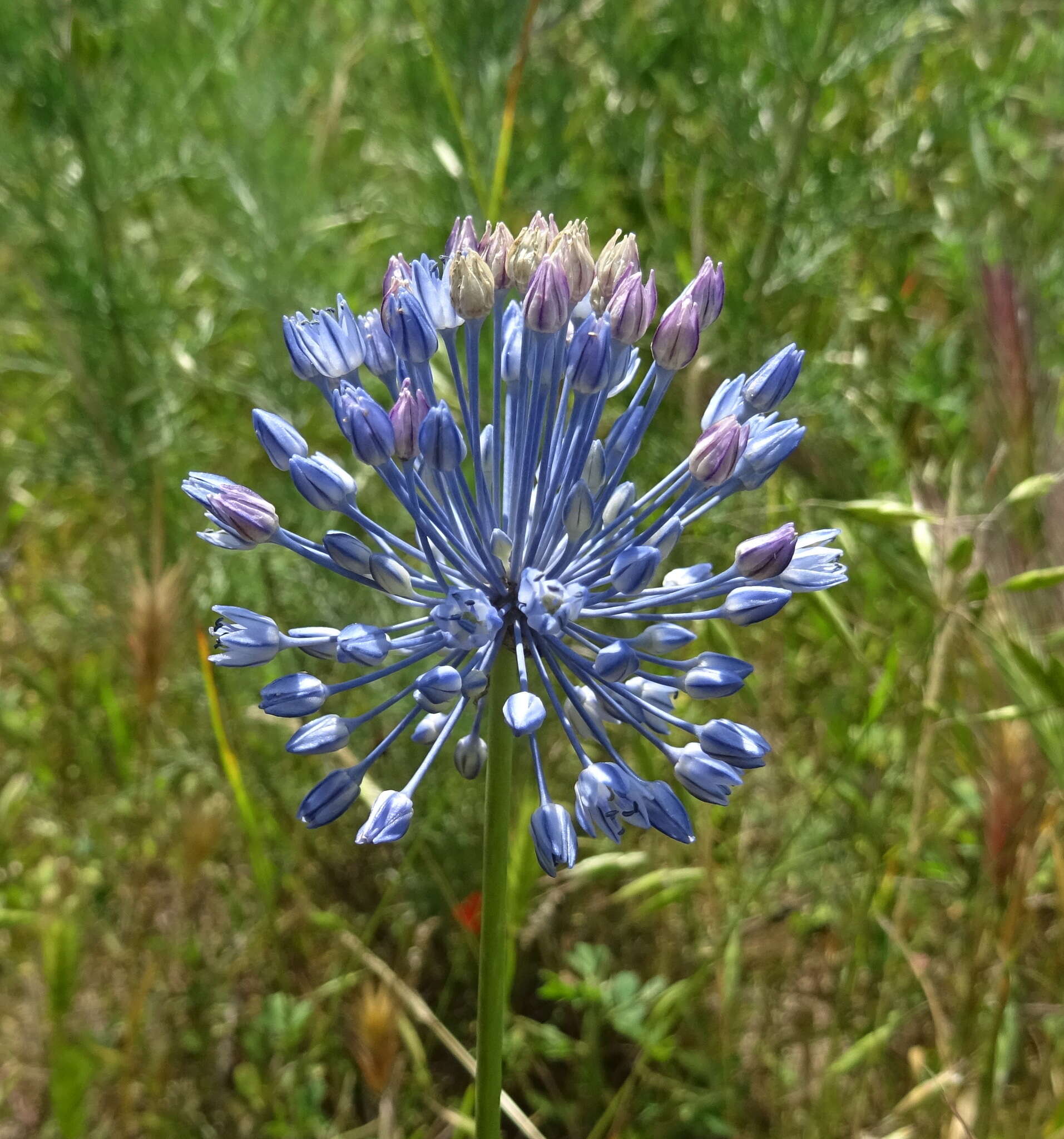 Image of Allium caesium Schrenk