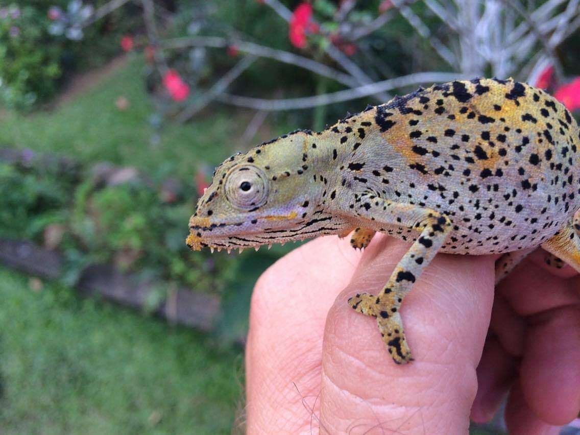 Image of Seychelles Tiger Chameleon