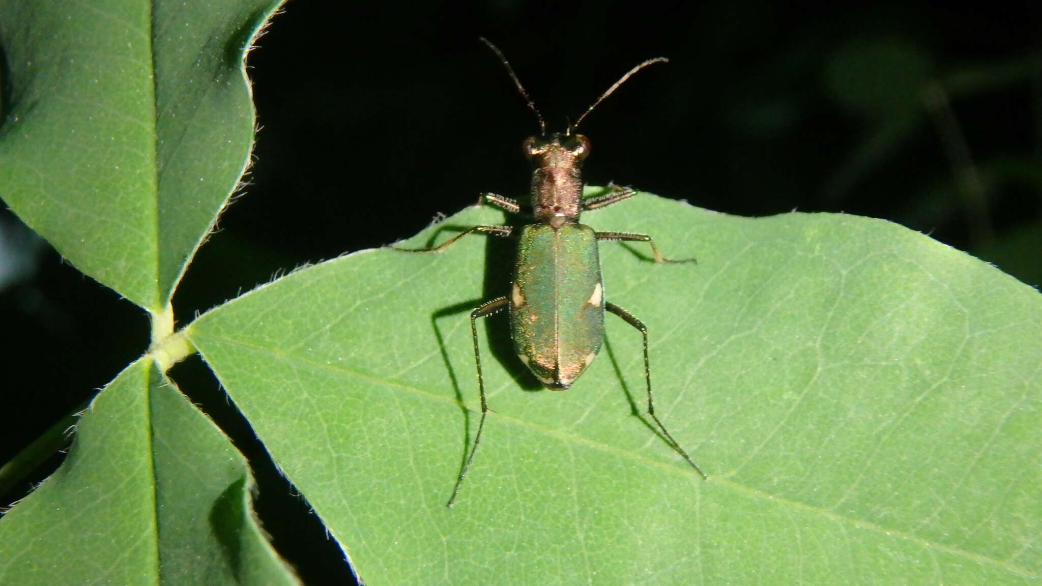 Image of Cliff tiger beetle