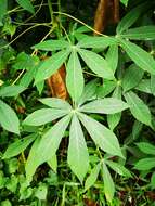 Image of cassava