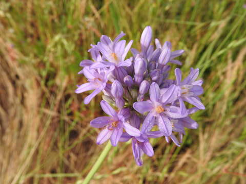 Sivun Dichelostemma multiflorum (Benth.) A. Heller kuva