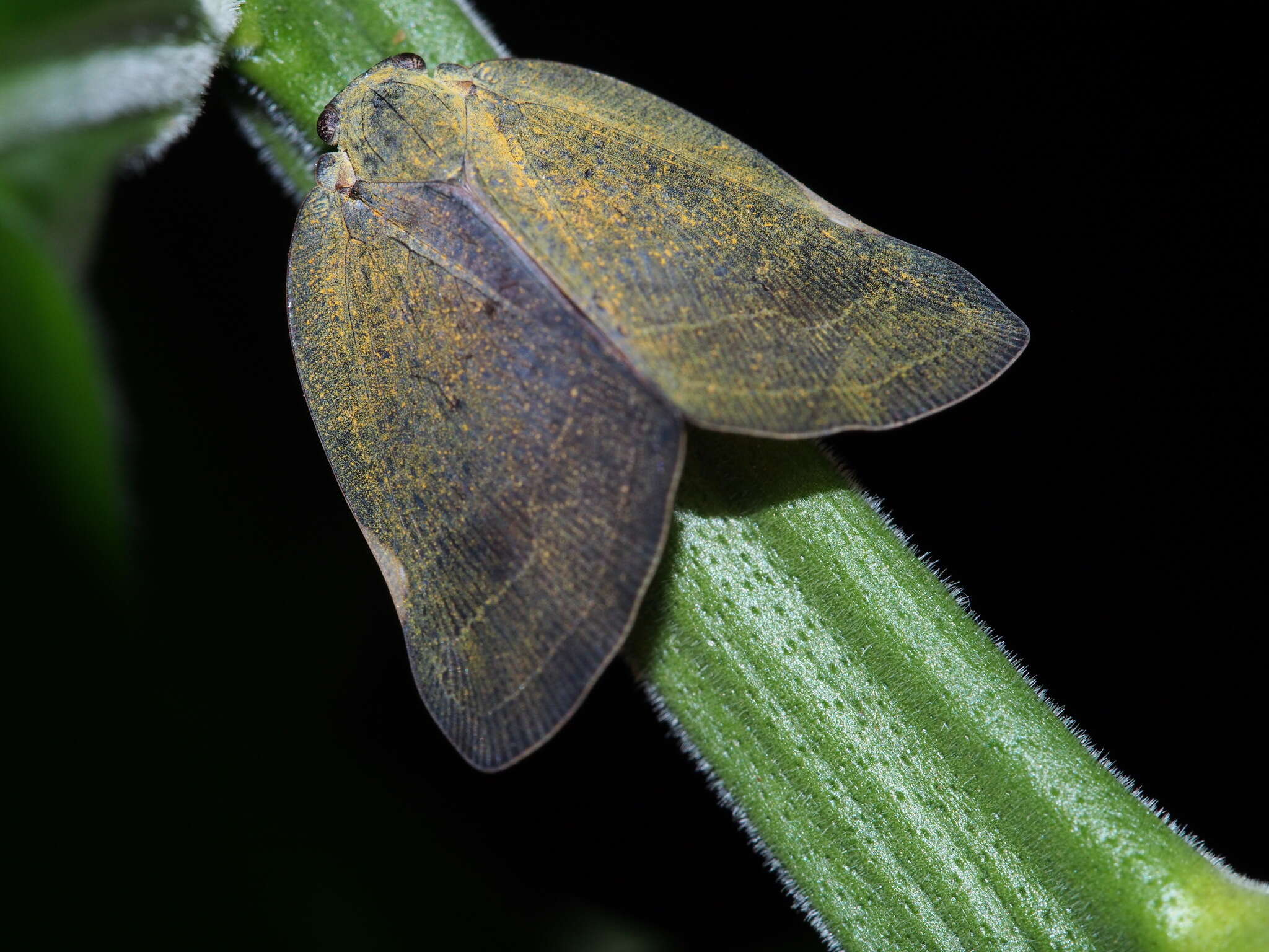 Image of Ricanula sublimata (Jacobi 1916)