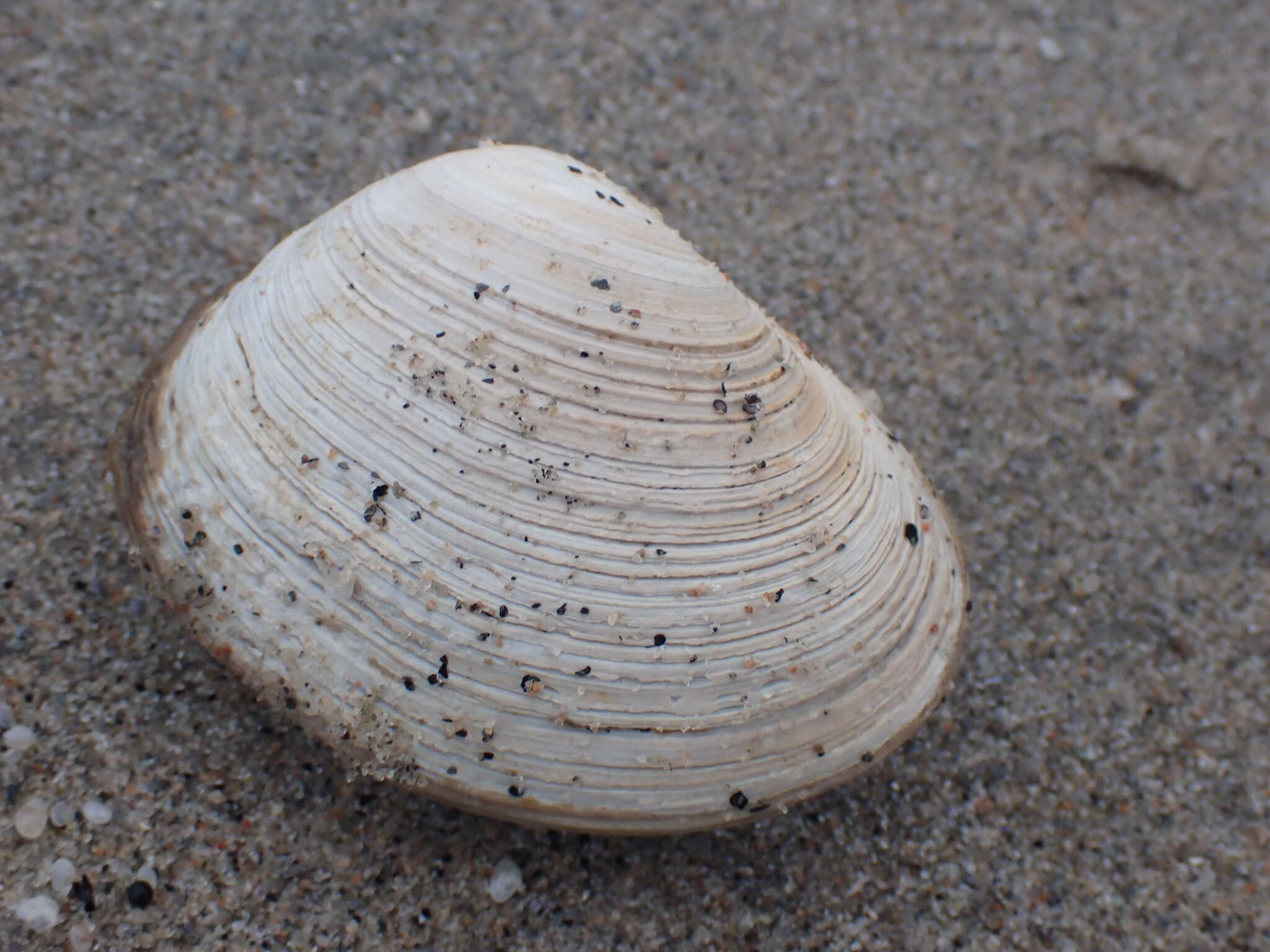 Image of Arctic surfclam