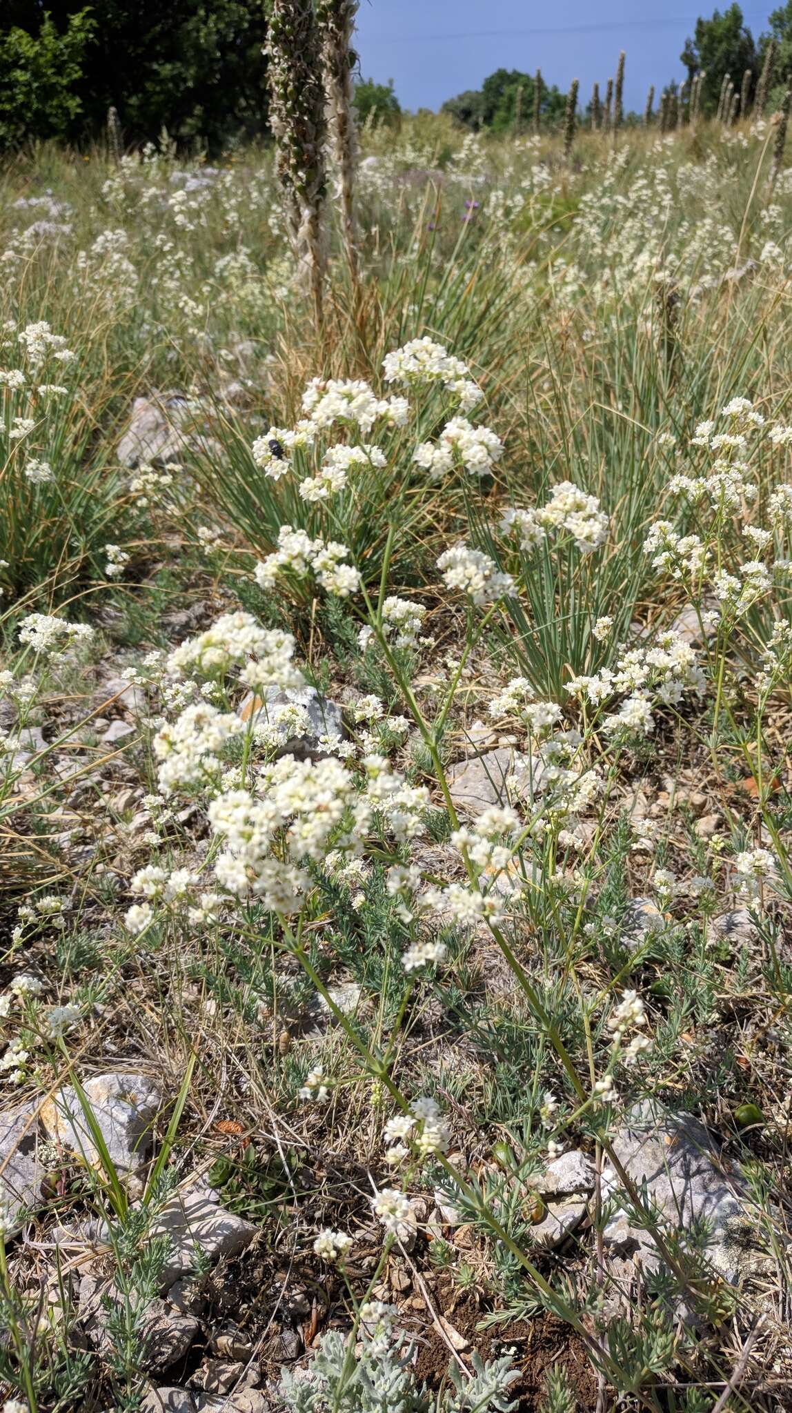 Imagem de Galium xeroticum (Klokov) Pobed.