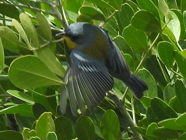 Image of Tropical Parula