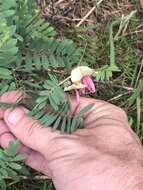 Image of pineland hoarypea