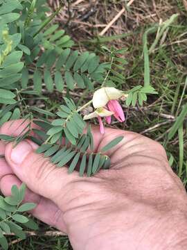 Plancia ëd Tephrosia mohrii (Rydb.) R. K. Godfrey